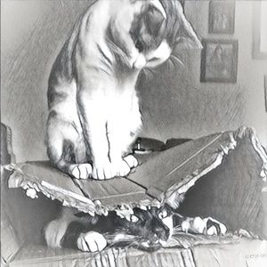 Meet your Posher, Diana